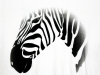 zebra-close-up