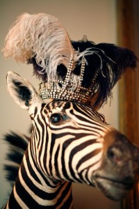 zebra crown